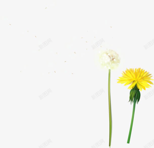 蒲公英png免抠素材_新图网 https://ixintu.com 希望 植物 种子 飞舞