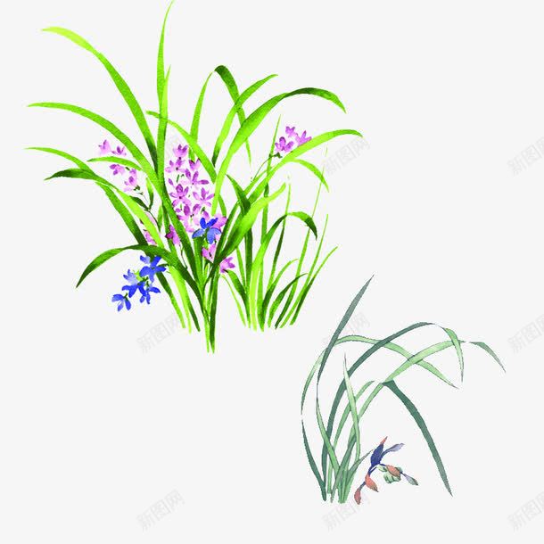 野生植物兰草兰花佩兰psd免抠素材_新图网 https://ixintu.com 兰花 兰草 植物 野生