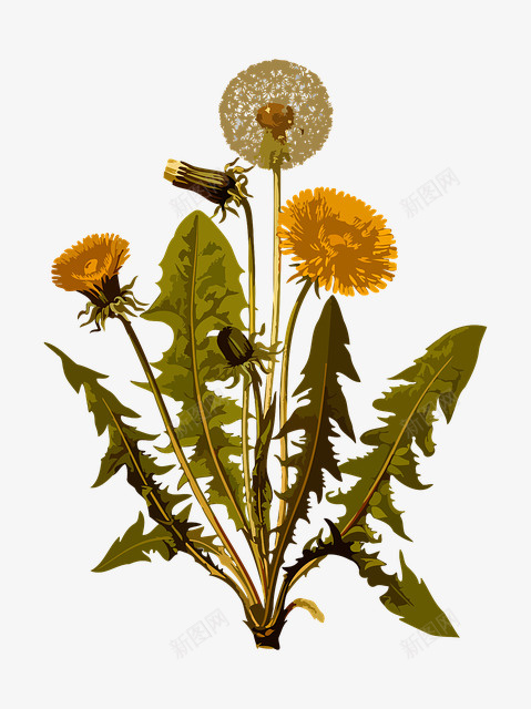 复古花卉插画png免抠素材_新图网 https://ixintu.com 手绘 插画 植物 自然 花卉