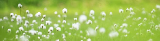 绿色背景jpg背景图_新图网 https://ixintu.com 绿色 背景