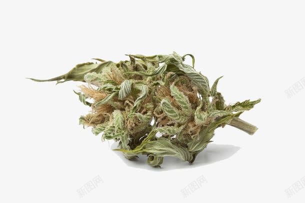 印度大麻干png免抠素材_新图网 https://ixintu.com 上瘾 医疗 印度大麻干 吸烟 大麻叶 实物 草 药草 麻醉品