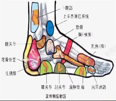 足疗穴位图png免抠素材_新图网 https://ixintu.com 健康 养生 足疗