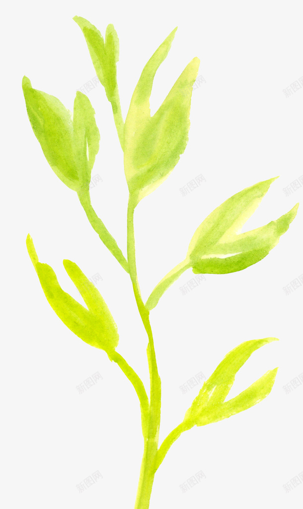 绿色水彩植物花朵png免抠素材_新图网 https://ixintu.com 植物花朵 水彩花朵 花卉图案 花朵花卉