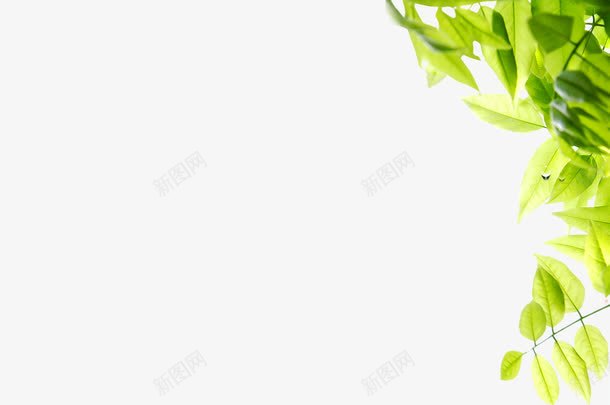 绿色梦幻树叶美景装饰png免抠素材_新图网 https://ixintu.com 树叶 梦幻 绿色 美景 装饰