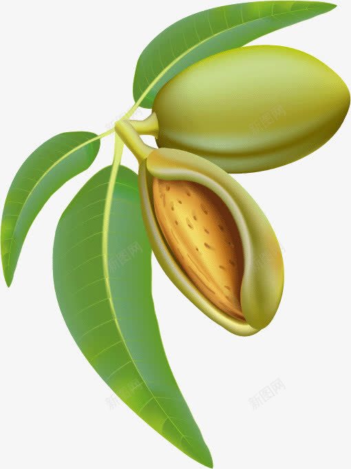 春天绿色成熟种子png免抠素材_新图网 https://ixintu.com 果实 树枝 绿叶 绿色清新背景