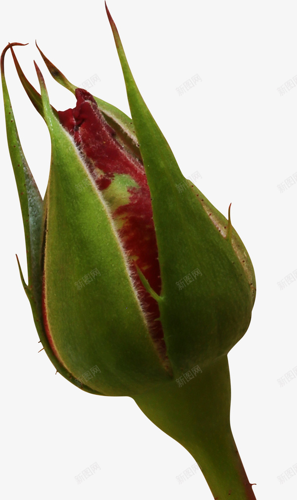 玫瑰花花蕾png免抠素材_新图网 https://ixintu.com 叶子 实物图 植物 红色 花蕾 花骨朵 鲜花