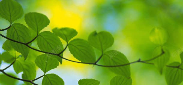 绿色环保背景jpg背景图_新图网 https://ixintu.com 绿色 环保 树叶 叶子 植物