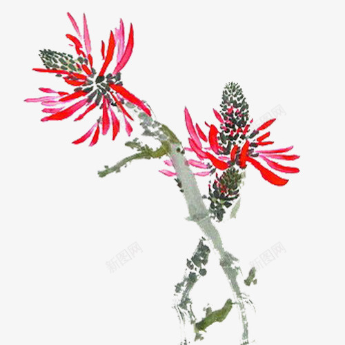红色刺桐花psd免抠素材_新图网 https://ixintu.com 刺桐花 刺桐花PNG 红色 红色刺桐花 花