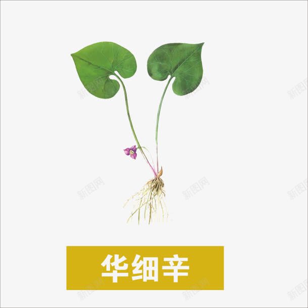 草药png免抠素材_新图网 https://ixintu.com 中药 华细辛 草药图片