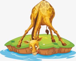 河边喝水的长颈鹿素材
