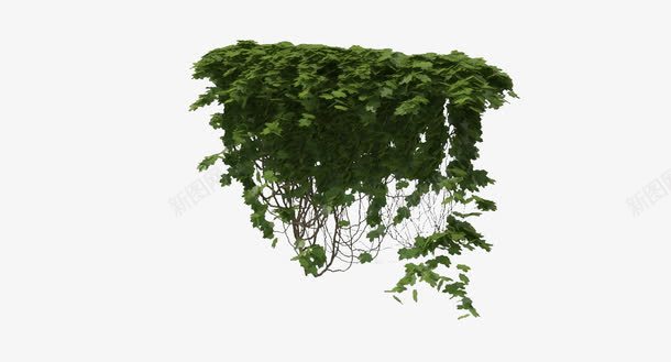 叶子满墙绿色垂吊植物png免抠素材_新图网 https://ixintu.com 叶子满墙绿色垂吊植物 垂吊植物 植物 满墙 满墙植物 绿色植物