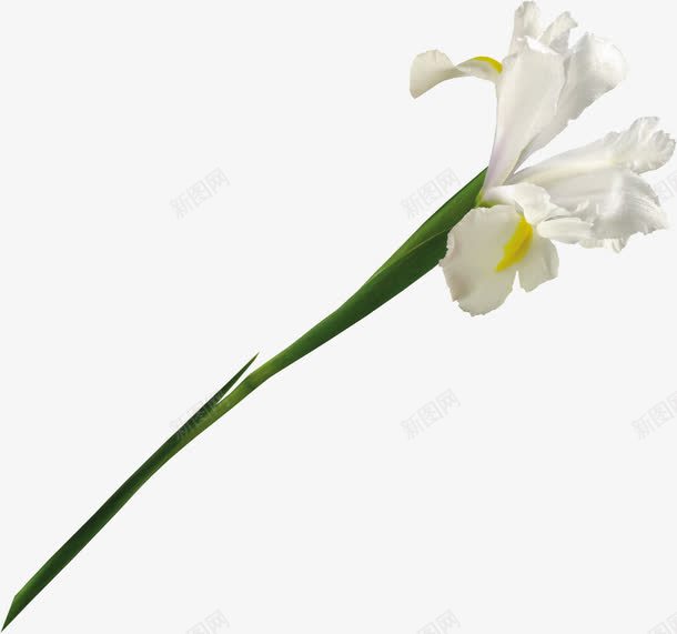 植物花卉绿植花卉精美白png免抠素材_新图网 https://ixintu.com 手绘鲜花 抽象花朵 白色 精美 花卉 花束 鲜花 鲜花海报背景 鲜花花卉