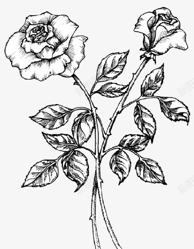 手绘花朵png免抠素材_新图网 https://ixintu.com 叶子 手绘 花朵 黑白