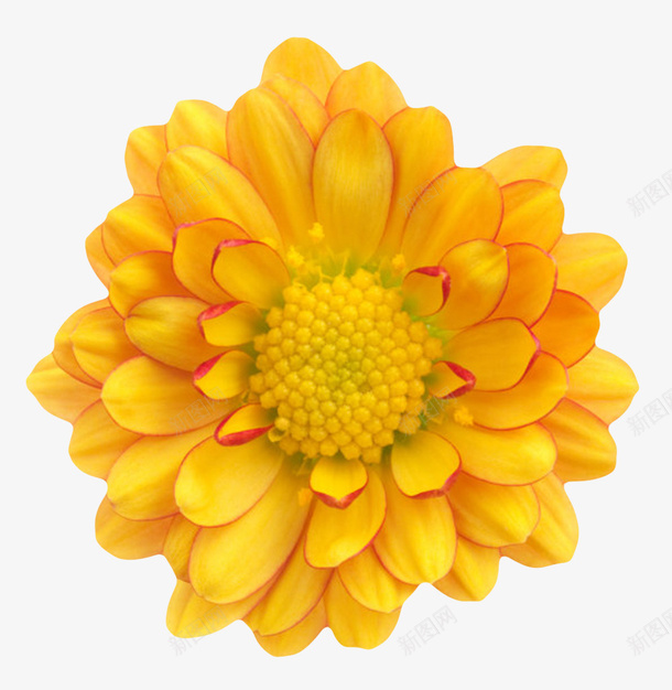 黄色植物黄色花蕾的一朵大花实物png免抠素材_新图网 https://ixintu.com 一朵大花 果子 果实 种类 花冠 花卉 花托 花芯 花萼 花蕾 香味