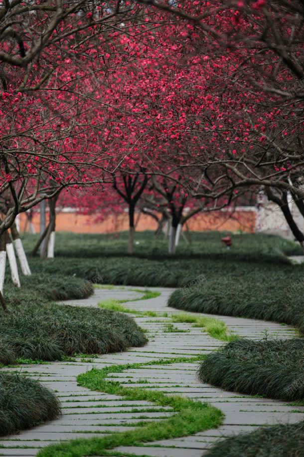 红色唯美树枝植物jpg设计背景_新图网 https://ixintu.com 树枝 植物 红色