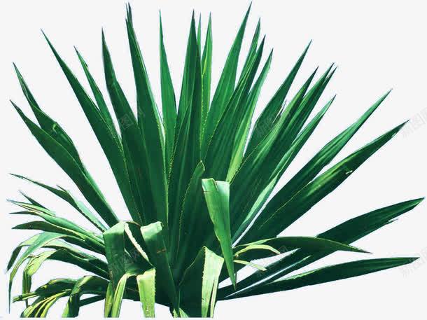 耐旱植物美景叶子png免抠素材_新图网 https://ixintu.com 叶子 植物 美景