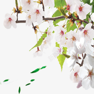 淡粉桃花装饰图png免抠素材_新图网 https://ixintu.com 树叶 桃花 淡粉色 绿色 装饰图