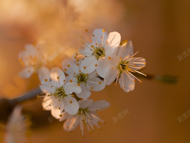 黄蕊白色花朵jpg设计背景_新图网 https://ixintu.com 白色 花朵