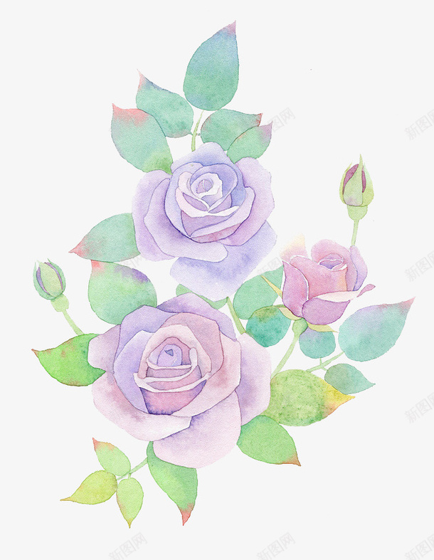 紫色玫瑰psd免抠素材_新图网 https://ixintu.com 玫瑰花 紫色 绿叶 花蕾 装饰