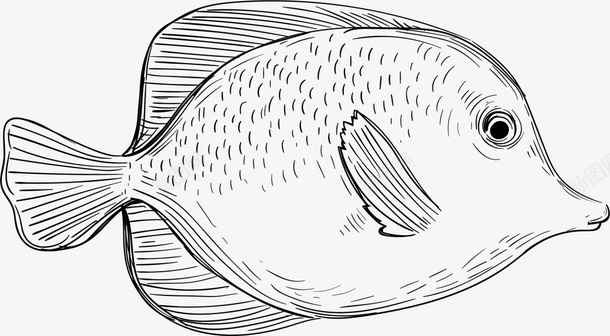 海生生物手绘小鱼png免抠素材_新图网 https://ixintu.com 可爱小鱼 手绘小鱼 海生生物 画画 素描 绘画