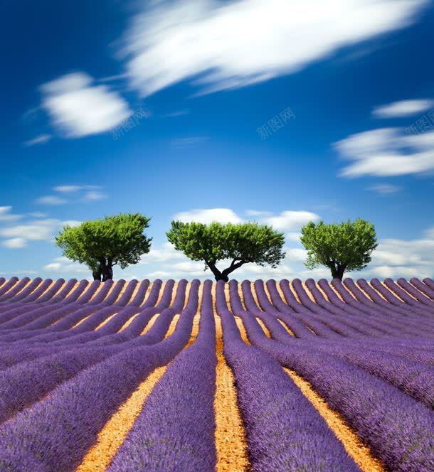 紫色薰衣草唯美图jpg设计背景_新图网 https://ixintu.com 紫色