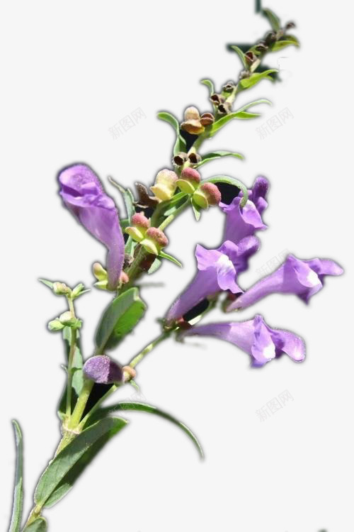 紫色黄岑花儿png免抠素材_新图网 https://ixintu.com 紫色花 紫色黄岑花儿 花儿 黄岑 黄岑花儿 黄岑花儿png