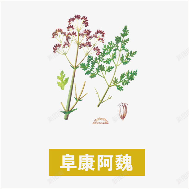 阜康阿魏png免抠素材_新图网 https://ixintu.com 中药 本草纲目 草药 药材