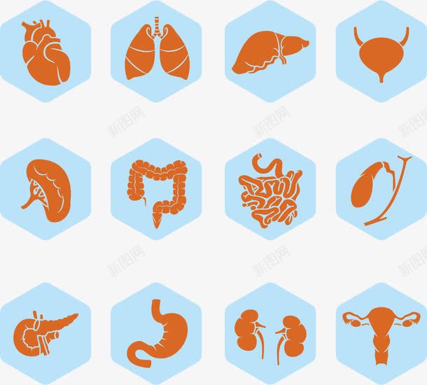 人体器官五脏六腑内脏图标png_新图网 https://ixintu.com 人体 人体器官 器官 图标
