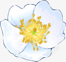 手绘白色小花黄色花芯png免抠素材_新图网 https://ixintu.com 白色 黄色