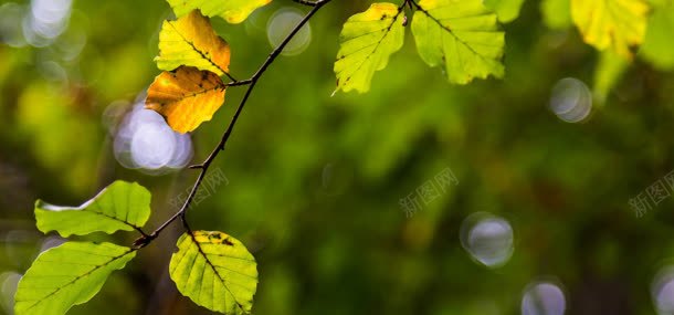 树叶绿色背景jpg背景图_新图网 https://ixintu.com 树叶 植物 叶子 树枝 绿色背景