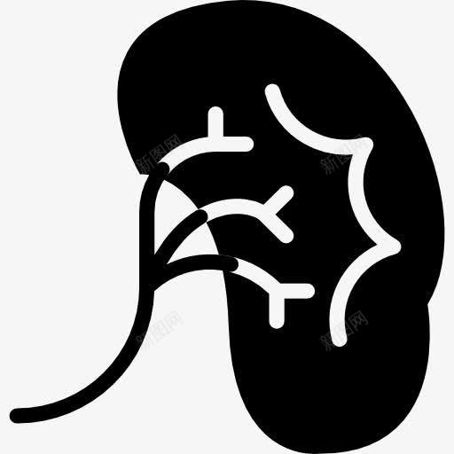 肾图标png_新图网 https://ixintu.com 医学 器官 泌尿科 肾脏 解剖