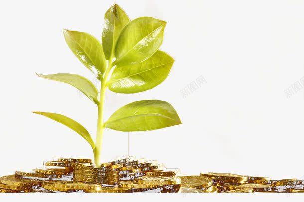 生长在金币上的植物png免抠素材_新图网 https://ixintu.com 植树节 植物 财富 金币