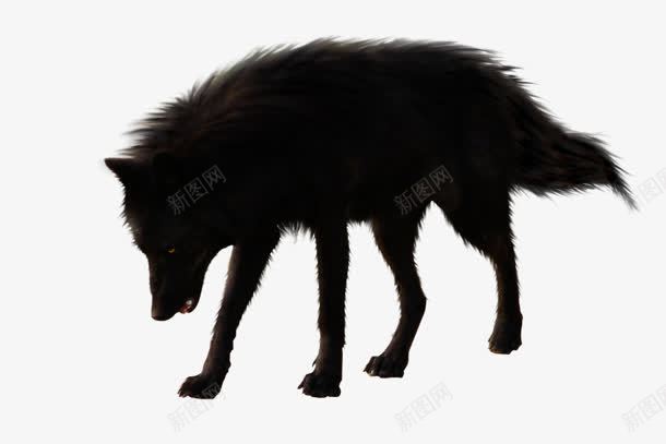 黑色的狼png免抠素材_新图网 https://ixintu.com png素材 黑色的狼