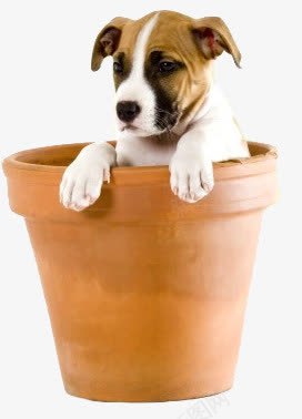 动物图标卡通动物狗狗犬png免抠素材_新图网 https://ixintu.com 动物矢量图 卡通动物素材 卡通图片 手绘动物素材 桶 犬 狗