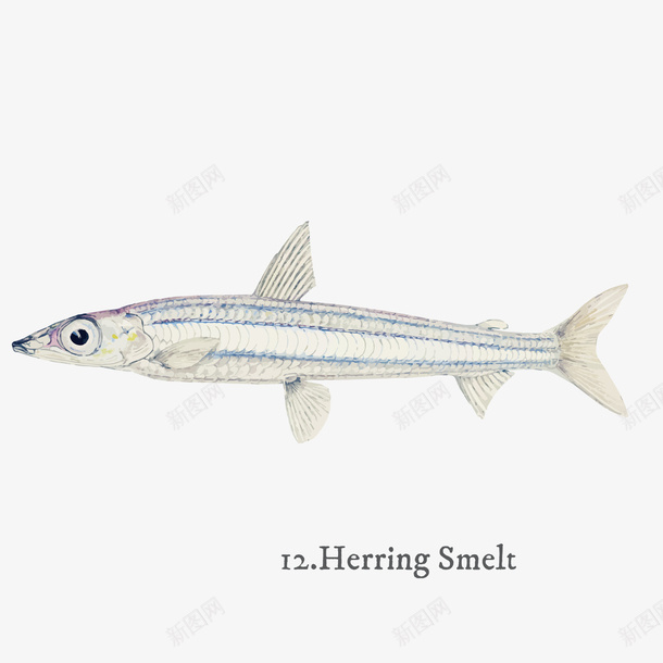 HerringSmelt矢量图ai免抠素材_新图网 https://ixintu.com PNG免抠图下载 装饰 银鱼 银鲑 鱼儿 鱼类 矢量图
