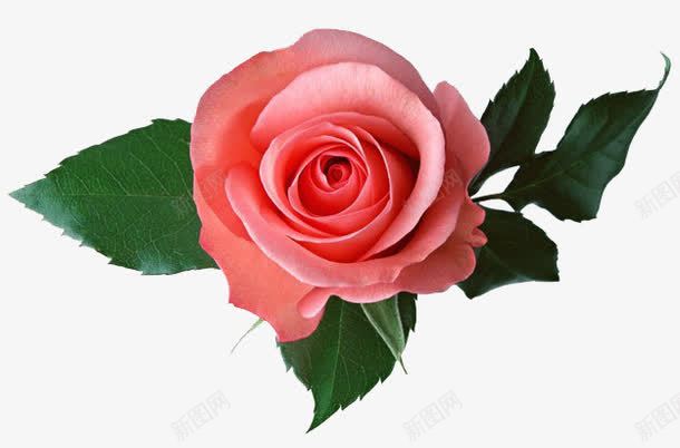 手绘鲜花抽象鲜花png免抠素材_新图网 https://ixintu.com 卡通鲜花 卡通鲜花素材 手绘鲜花 手绘鲜花素材 抽象鲜花图片 鲜花psd 鲜花元素 鲜花相框