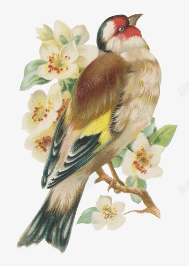 手绘画眉鸟png免抠素材_新图网 https://ixintu.com 动物 手绘 画眉鸟 花朵