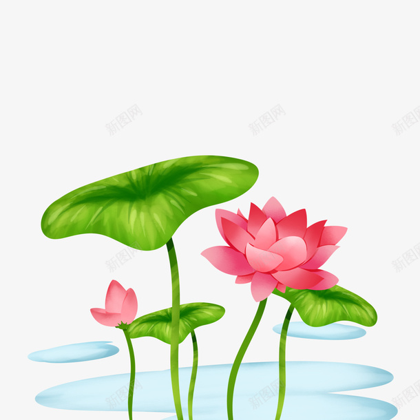 春季荷花莲花两莲花两大叶子png免抠素材_新图网 https://ixintu.com 叶子 春季 荷花 莲花