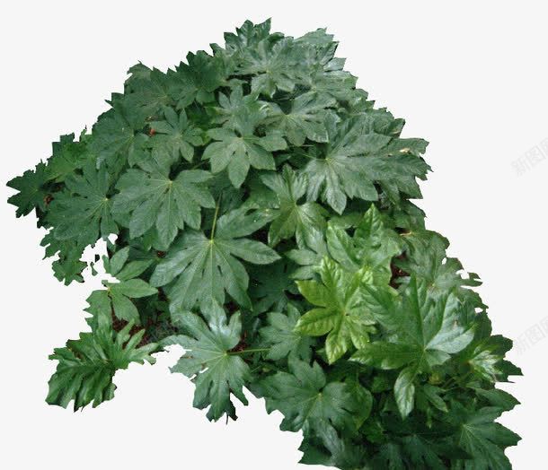 景观风景树灌木龙葵png免抠素材_新图网 https://ixintu.com 植物 灌木 风景树 龙葵