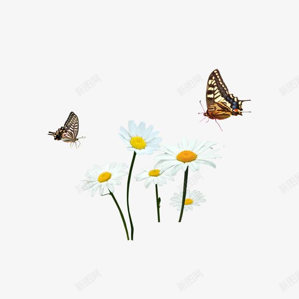 手绘花和飞旋的蝴蝶png免抠素材_新图网 https://ixintu.com 白色的花 花 花瓣 花蝴蝶 蝴蝶 飞来飞去的蝴蝶