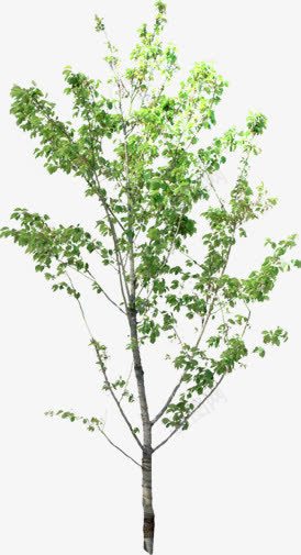 清新夏季绿色植物png免抠素材_新图网 https://ixintu.com 夏季 清新 绿色植物