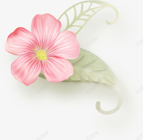 手绘粉色长春花png免抠素材_新图网 https://ixintu.com 卡通长春花 手绘长春花 粉色长春花 长春花免抠图片