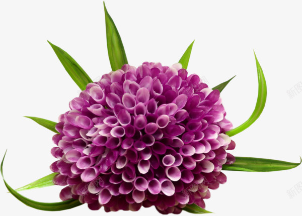 紫色大丽花png免抠素材_新图网 https://ixintu.com 大丽花 手绘 紫色 鲜花
