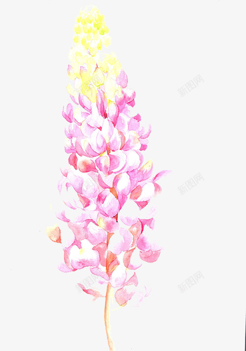 手绘紫薇花psd免抠素材_新图网 https://ixintu.com 植物 粉色 紫薇 紫薇花 黄色