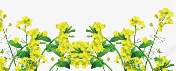 小清新黄色油菜花开psd免抠素材_新图网 https://ixintu.com 叶子 小清新 小清新黄色油菜花开 油菜花 油菜花开 绿色叶子 黄色