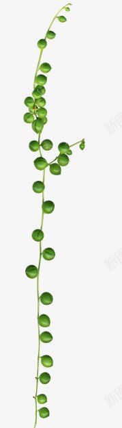 橄榄豆树苗png免抠素材_新图网 https://ixintu.com 枝蔓 树苗 植物 橄榄豆
