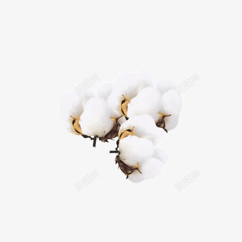 白色棉花团png免抠素材_新图网 https://ixintu.com 棉花 棉花团 棉花果实 植物 白色