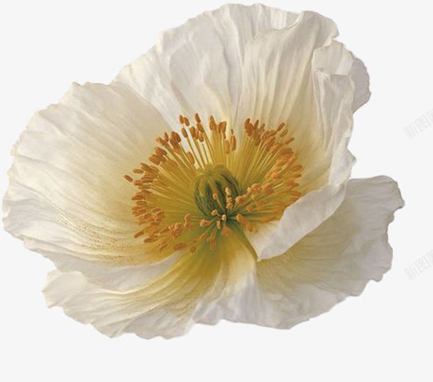 透明底白色的花png免抠素材_新图网 https://ixintu.com 免扣 白色 花朵 透明