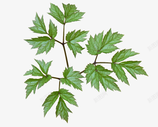 一枝绿色植物的叶子png免抠素材_新图网 https://ixintu.com 叶子 春天 植物 绿色
