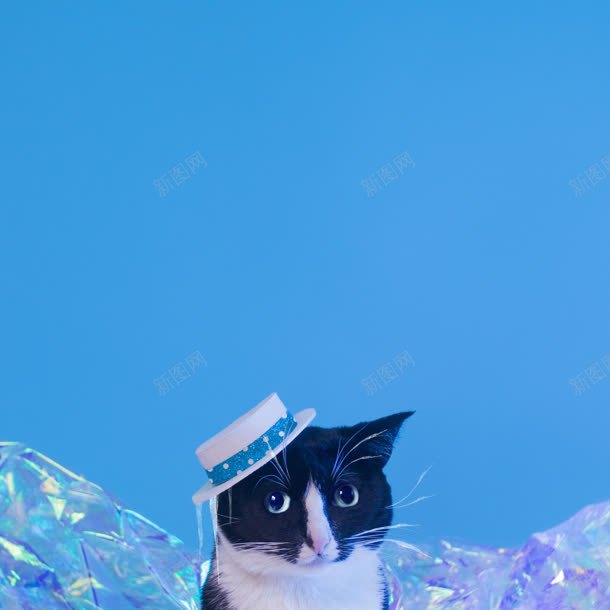 戴帽子的黑猫海报背景jpg高清背景_新图网 https://ixintu.com 帽子 海报 背景